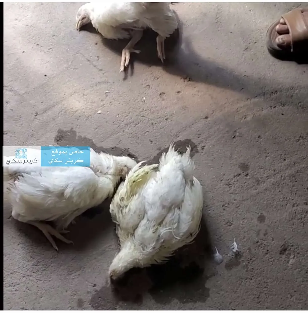 بعد تجربة وصفها بـ"الصادمة".. مواطن في تعز يؤكد صحة تحذيرات نظام الطيبات بشأن الدجاج التجاري