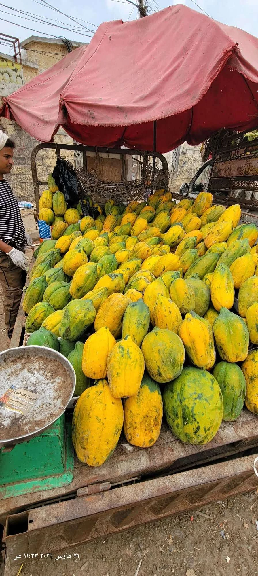 موسم البابايا ينشط في أبين ويصل أسواق عدن