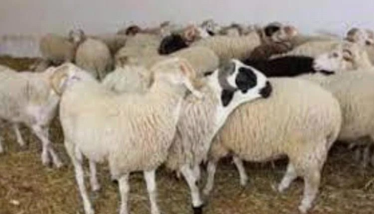 حملة في عدن لمصادرة المواشي السائبة وتهديدات صارمة للمخالفين