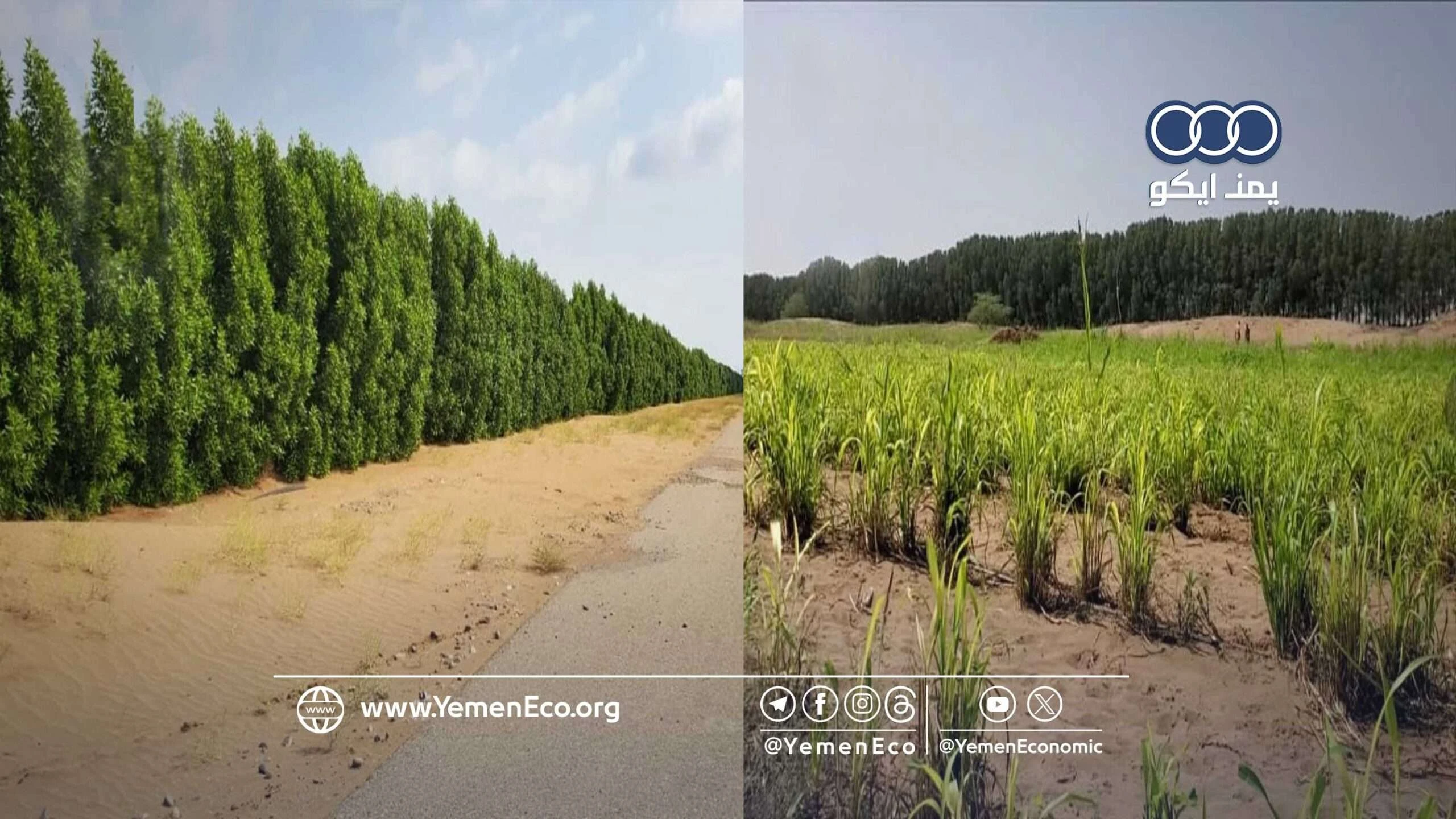 مشاريع زراعية وسمكية بـ1.7 مليار ريال في الحديدة لتعزيز الإنتاج وخفض الاستيراد