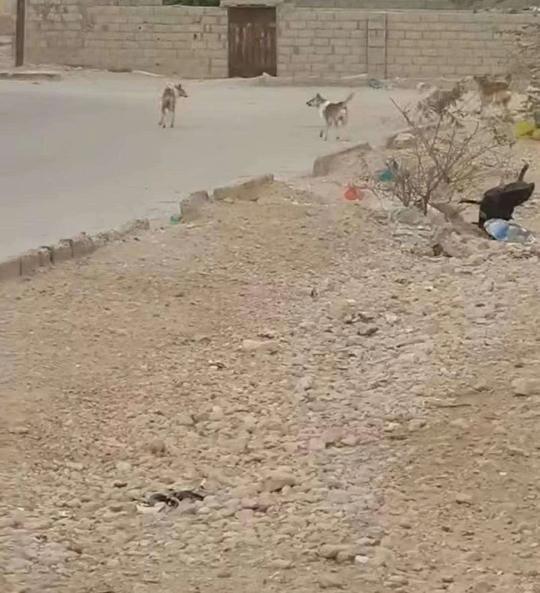 تسجيل حالات اعتداء.. والكلاب الضالة تقلق سكان عتق