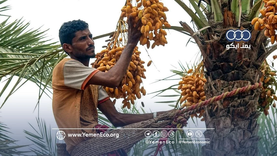 تشمل 70 ألف شتلة.. اجتماع بتعز يقر استكمال المبادرة الوطنية لزراعة نواة التمر