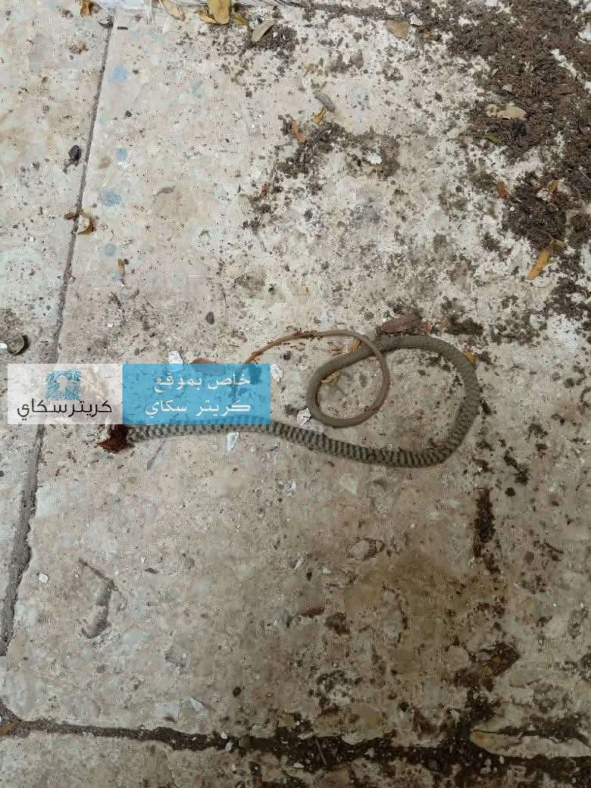 العثور على ثعبان داخل مبنى حكومي يتسبب بحالة رعب باول داوم رسمي في عدن(صورة)