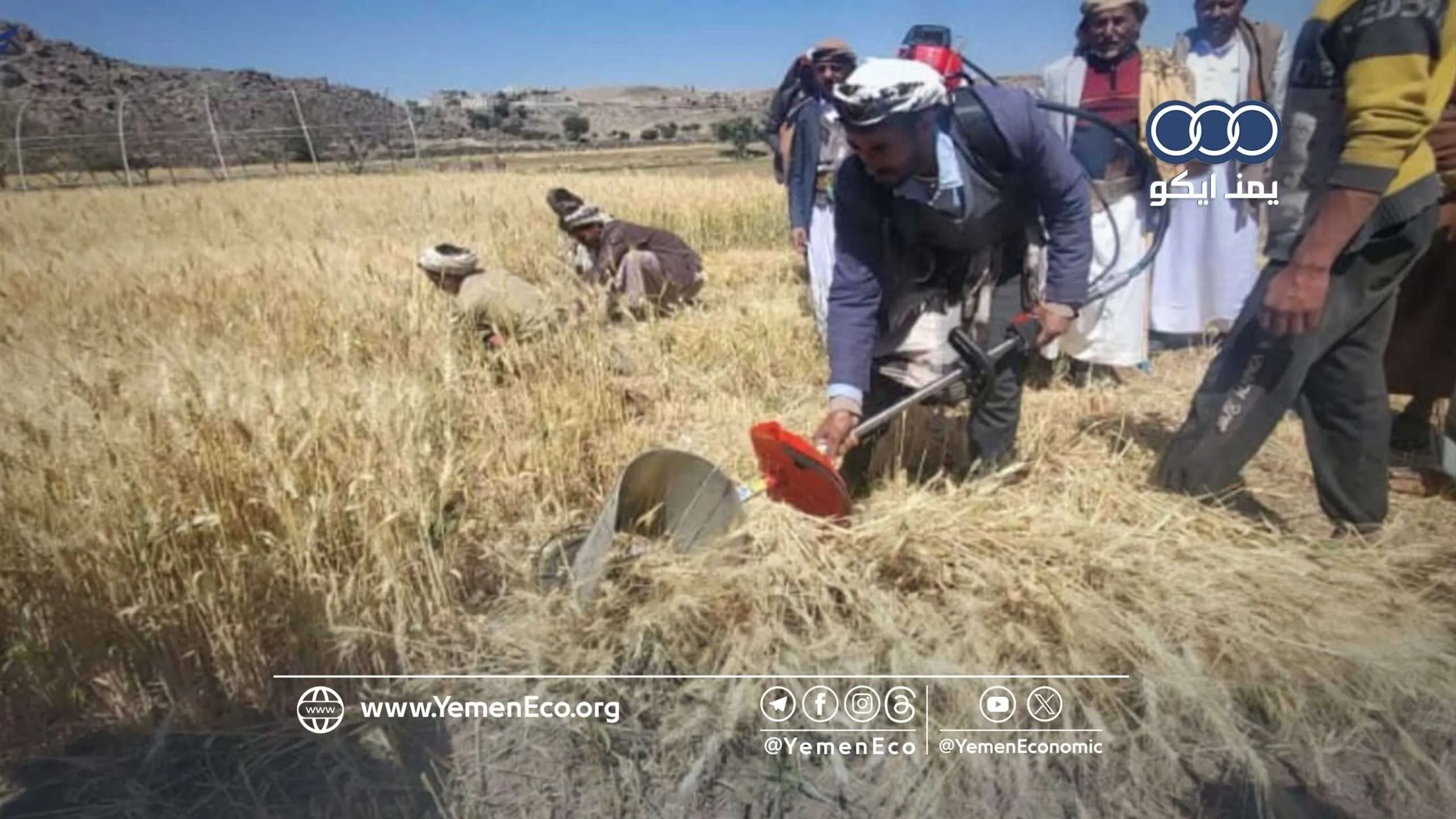 صنعاء: مناقشة آلية شاملة لتسويق القمح المحلي وتحقيق توازن الأسعار 