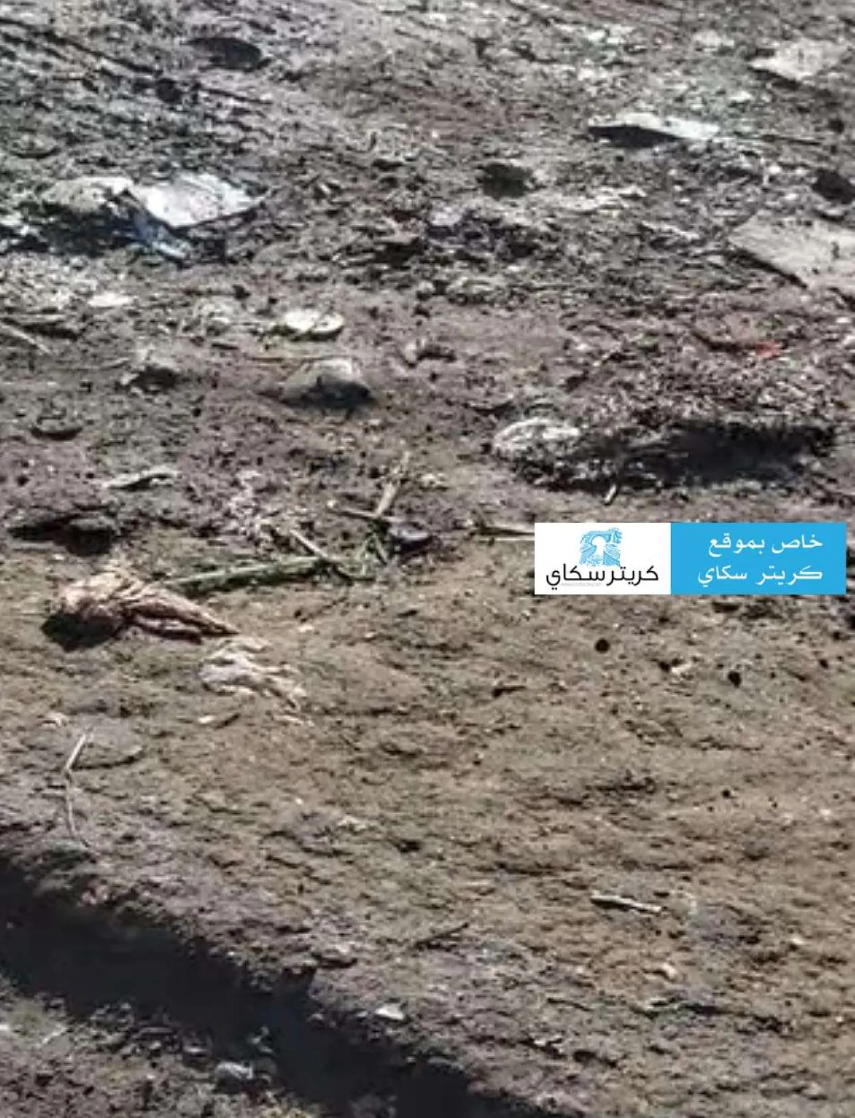 انتشار كثيف للذباب بعدن