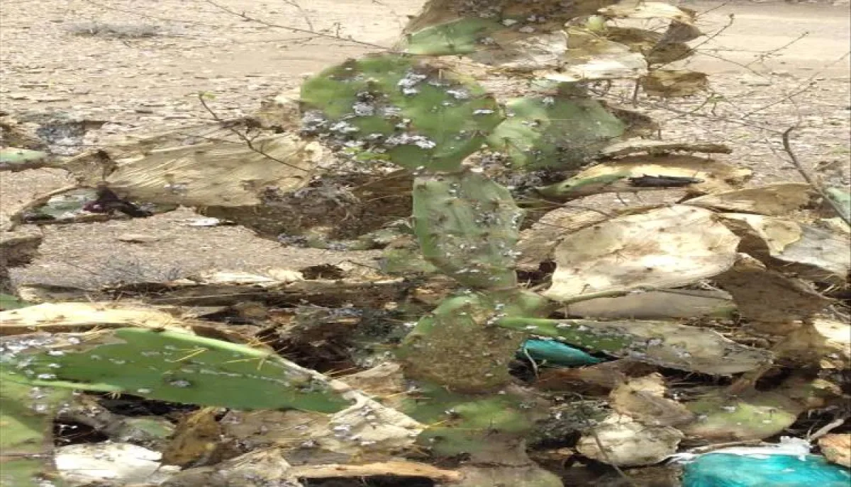 آفة غامضة تضرب التين الشوكي الأحمر في الضالع… ومطالبات بتحرك عاجل لحماية المحصول
