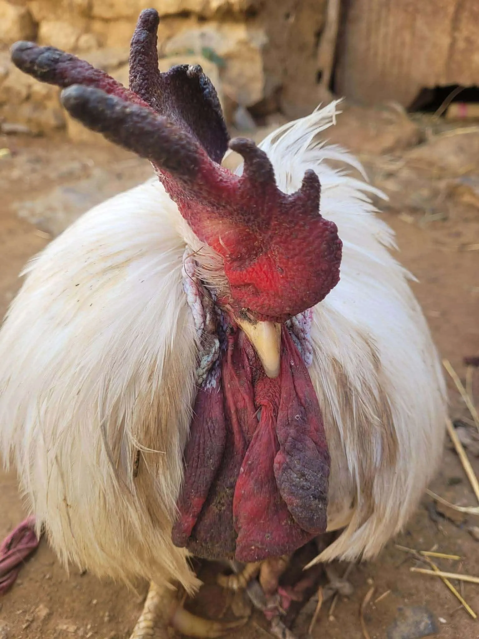 نهاية مؤثرة لديكٍ مُسن بعد 13 عامًا من المعاناة