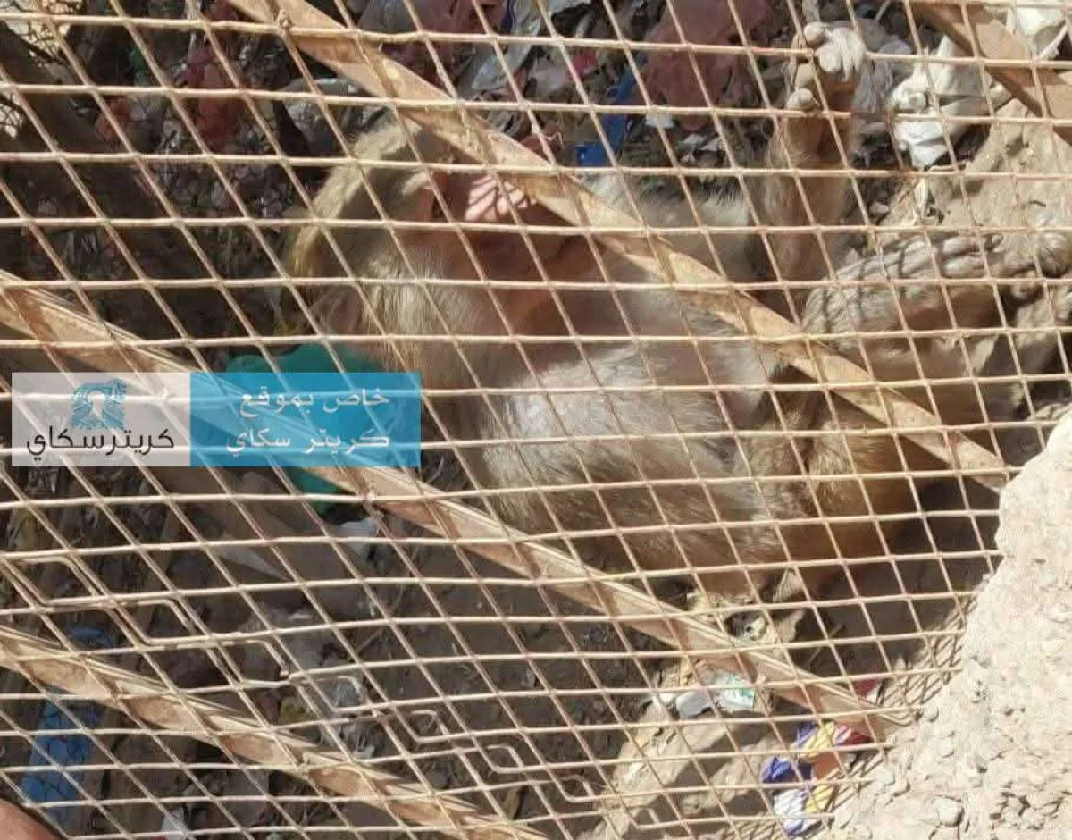 قرد يتيم داخل حديقة الحيوان يتسبب بموجة سخط