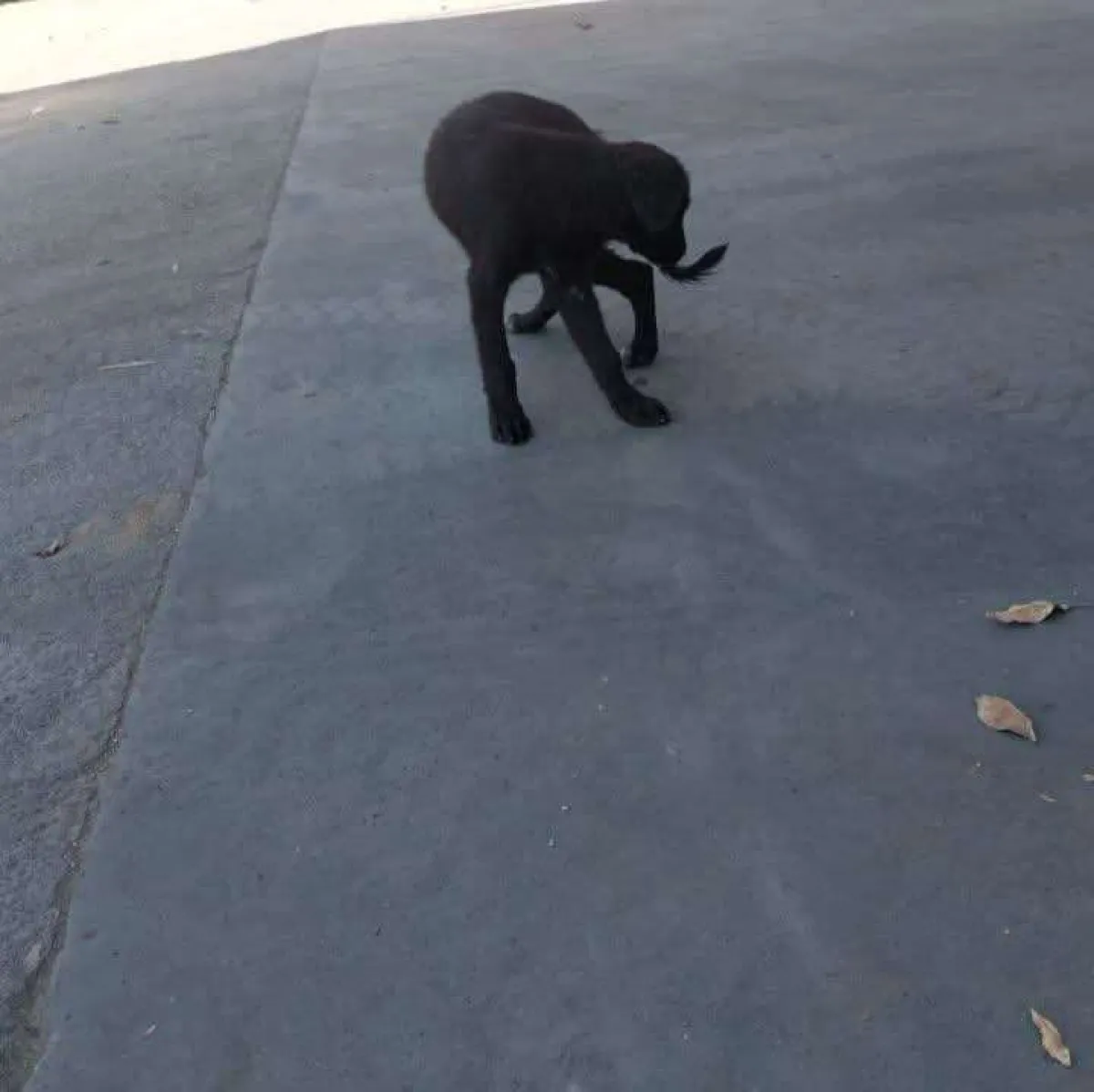 مواطن يفقد 7 رؤوس من الأغنام بسبب كلب غريب