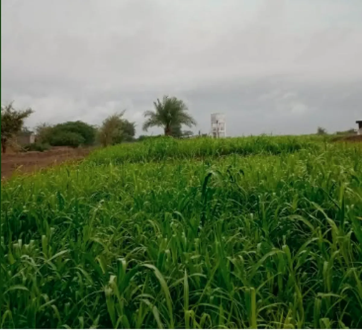 تحذير من أمطار غزيرة وسيول محتملة في عدد من محافظات اليمن