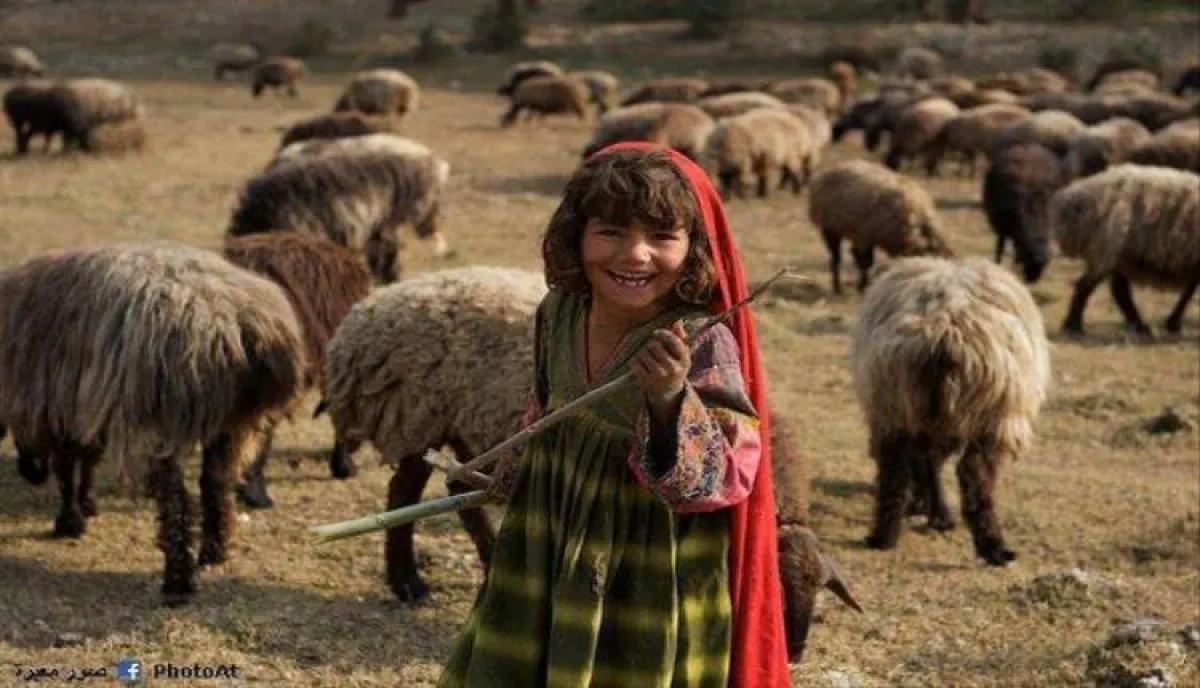 سرقة كبش تُفزع طفلة: حادثة تثير غضبًا ومطالبات بملاحقة الجناة
