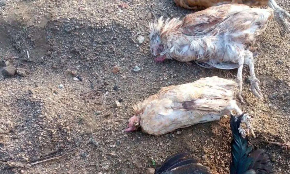 مرض غامض يهدد الدواجن ويثير الرعب