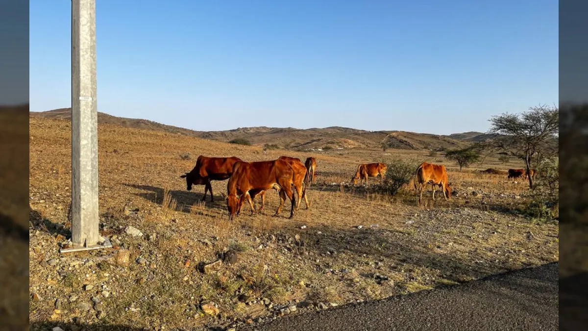 حائل تُبعد الحظائر 3 كيلومترات عن الطرق السريعة.. قرار أميري فوري