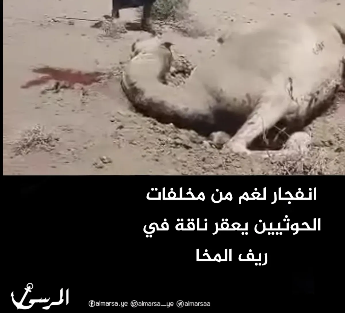 انفجار لغم من مخلفات الحوثيين يعقر ناقة في ريف المخا