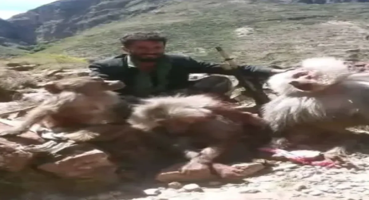  موجة غضب واسعة لقتل قرود نادرة في اليمن 
