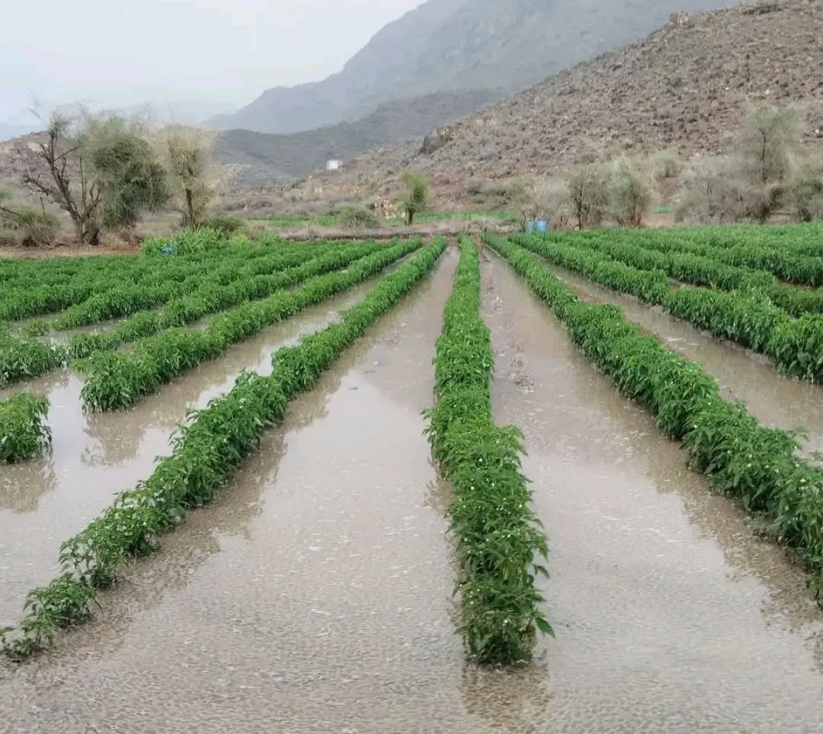 لماذا تبدأ السنة اليمنية منتصف أبريل؟.. أسرار "ذو الثابة" وعلاقة تقويم الحميريين بمواسم الأمطار والزراعة