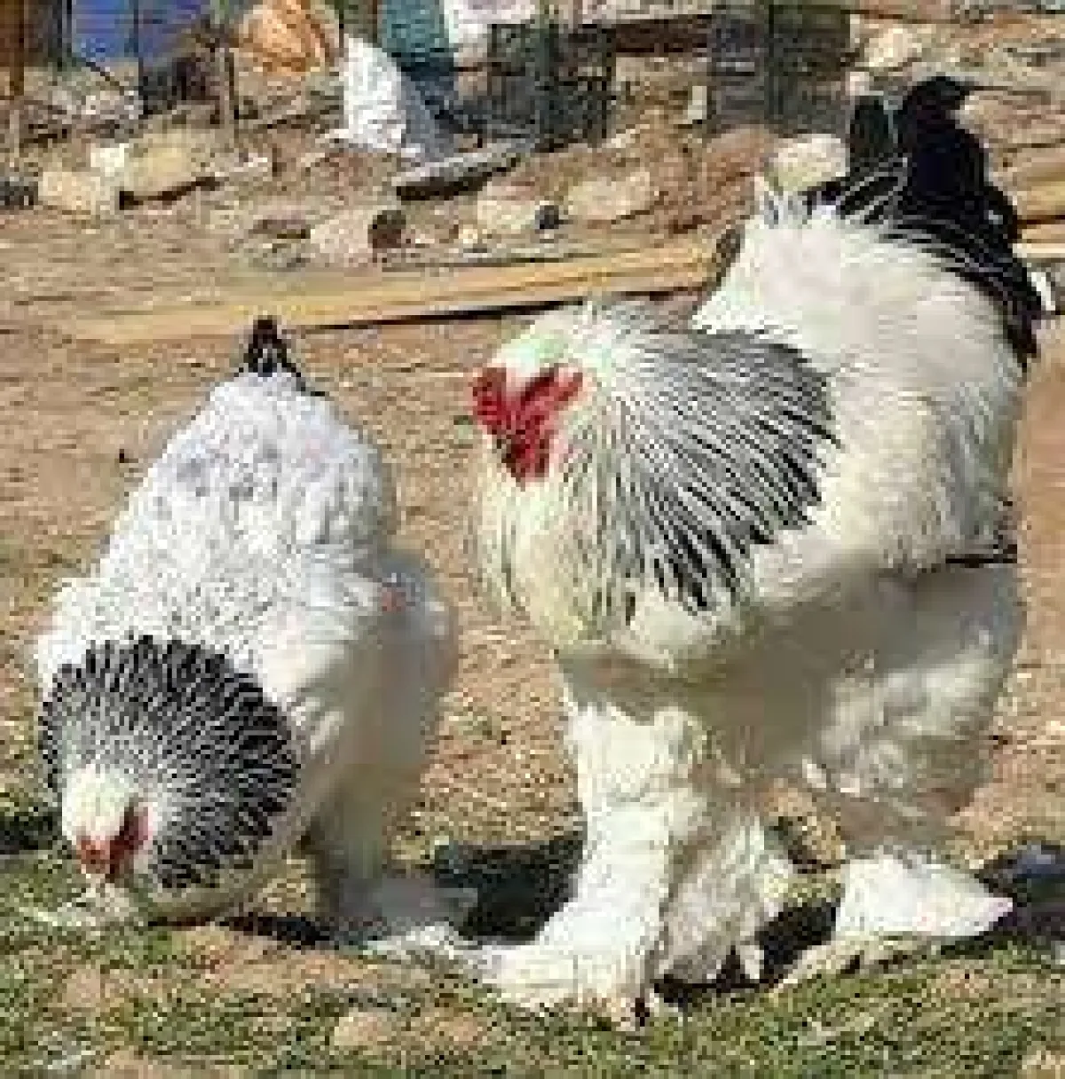 رفع سعر الدجاج