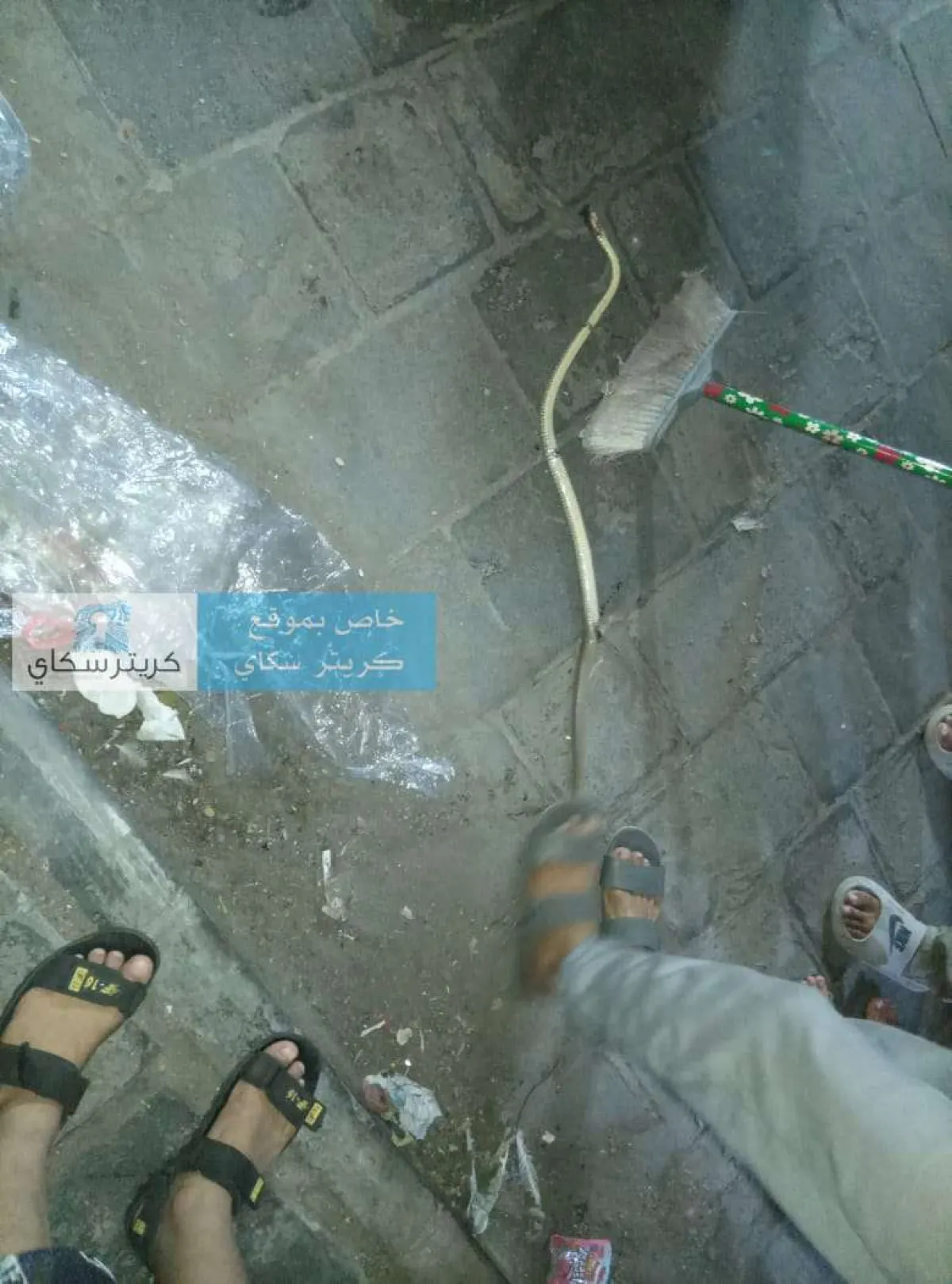 قتل ثعبان ضخم بعمارة في كريتر