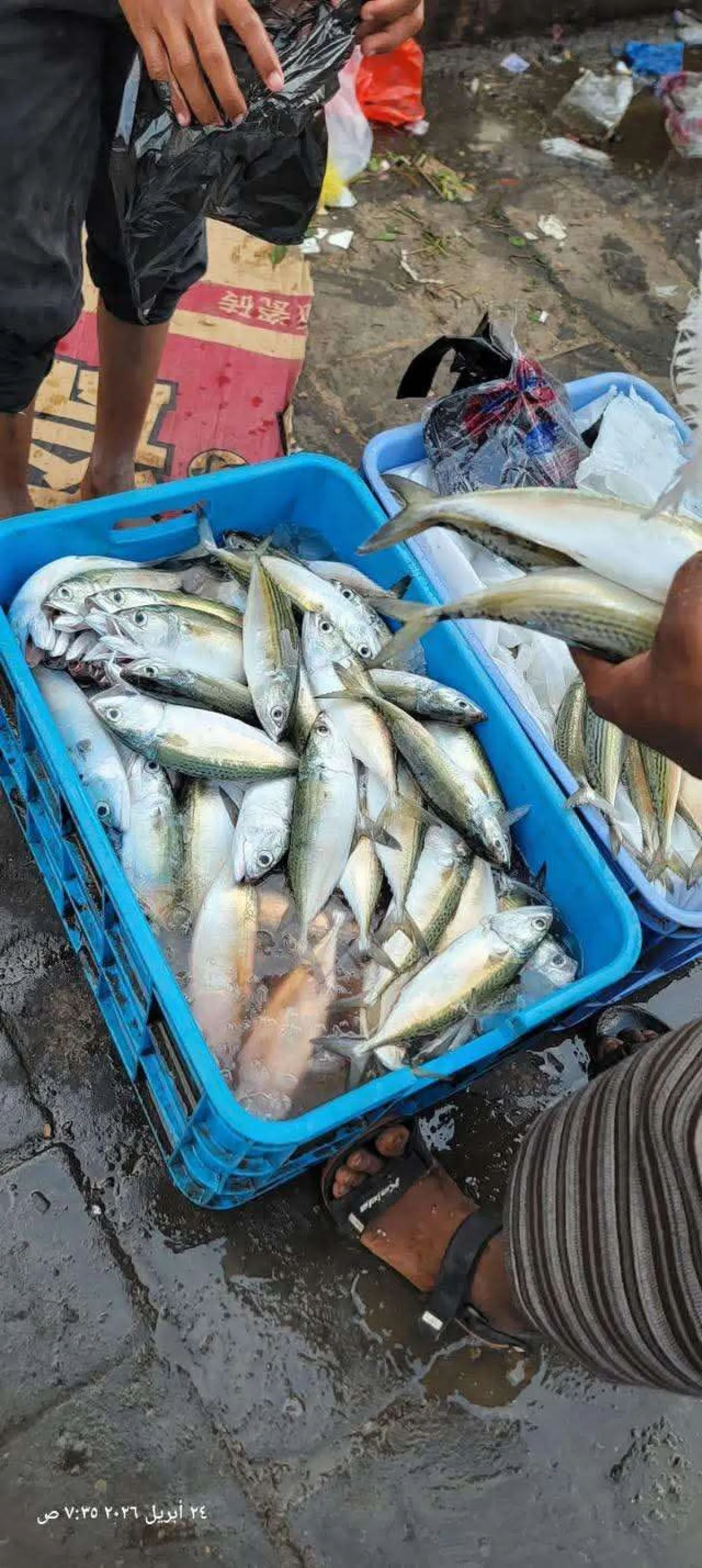 انخفاض أسعار “الباغة” في عدن يخفف من معاناة المواطنين