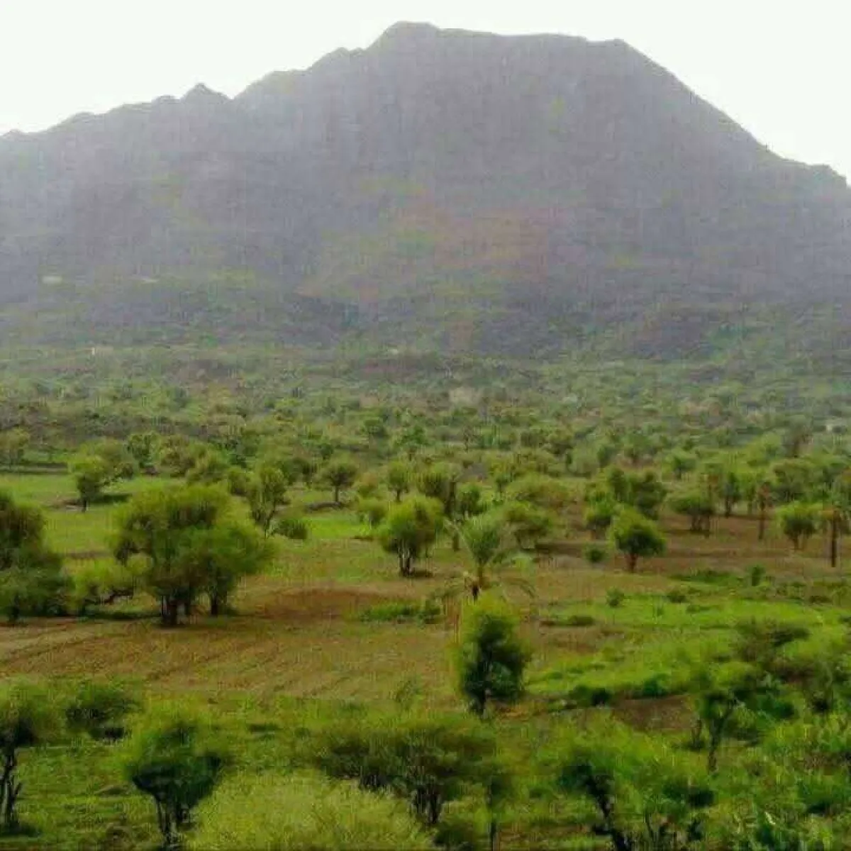 أبناء المشاولة والمعافر بتعز يناشدون النائب العام إحالة متهم بقضايا إرهاب إلى المحكمة الجزائية المتخصصة