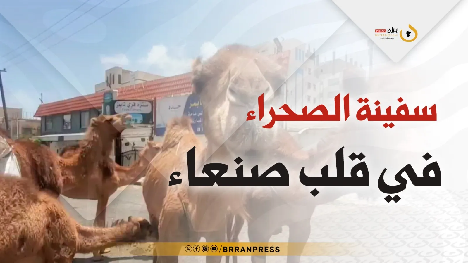 تقرير خاص | سفينة الصحراء في قلب العاصمة المختطفة صنعاء.. وفي زمن الحوثي بول الإبل يباع كعلاج (فيديو)