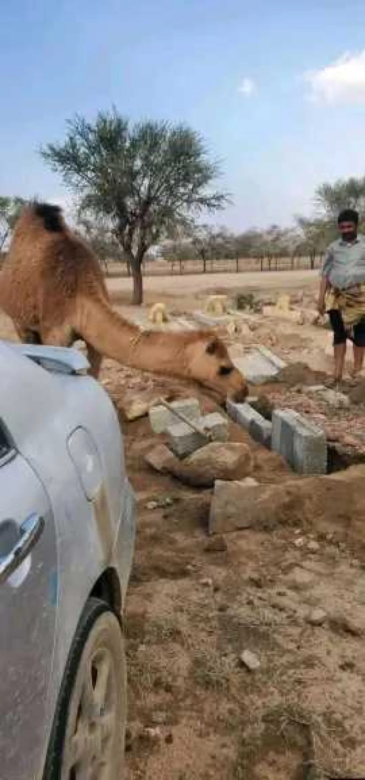 ظهور ناقة مجهولة يُثير جدلاً في منطقة الطويلة بعدن خلال تشييع جنازة سيدة مسنة