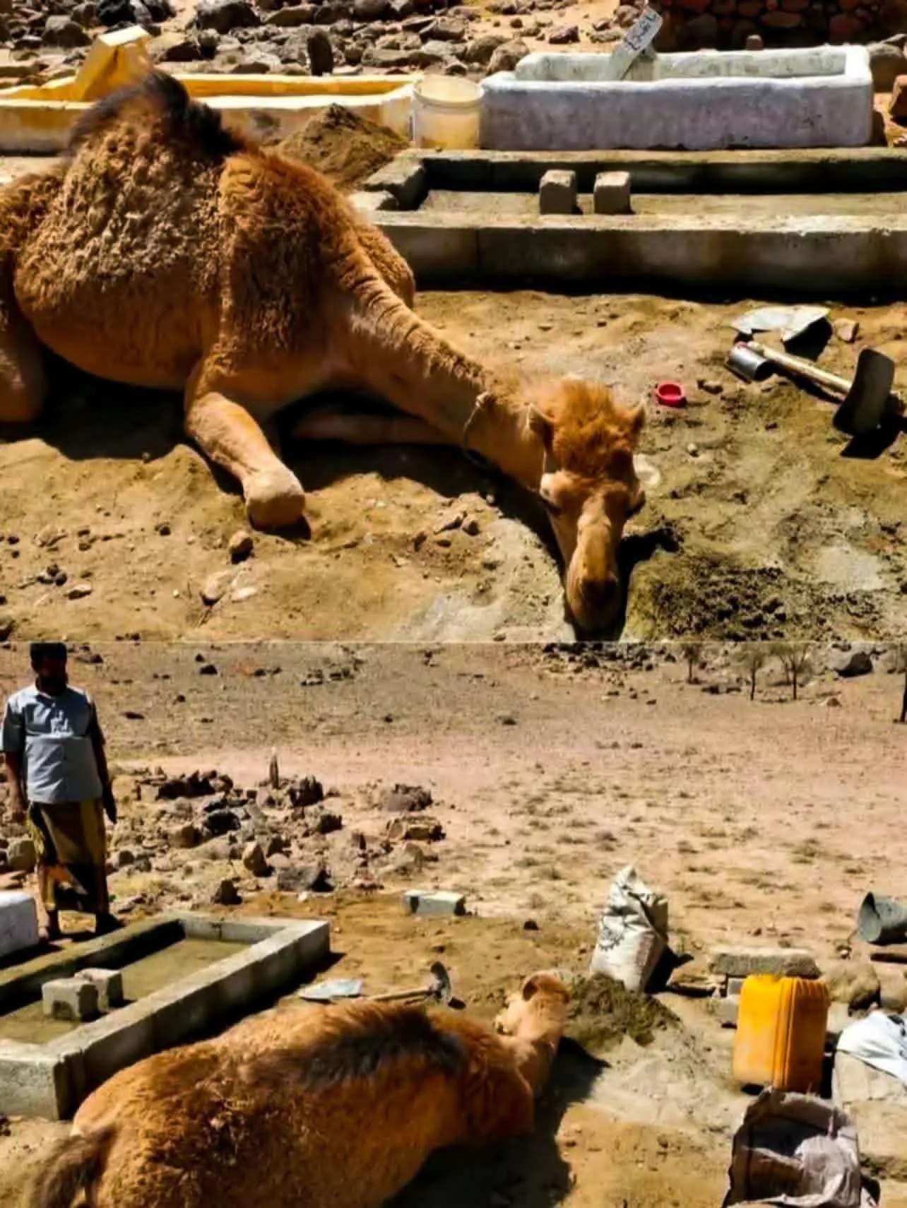 وفاءٌ عابر للحدود .. ناقة مجهولة تودع مسنة في صعدة برحيل غامض