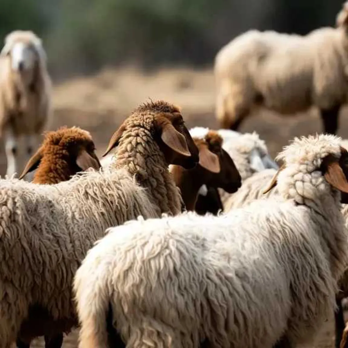 جريمة بشعة.. إحراق قطيع من الأغنام داخل حظيرتها جنوبي اليمن