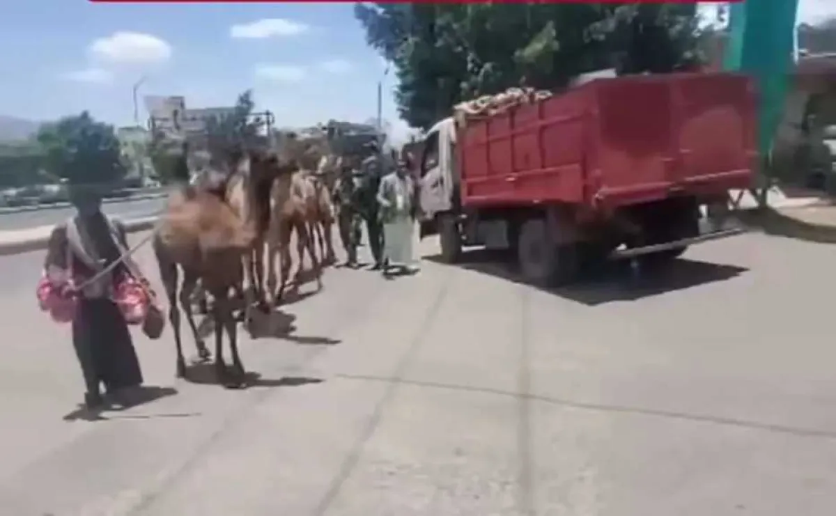 إدارة النظافة بصنعاء تضبط جِمالاً متجولة في شوارع العاصمة بعد شكاوى مواطنين