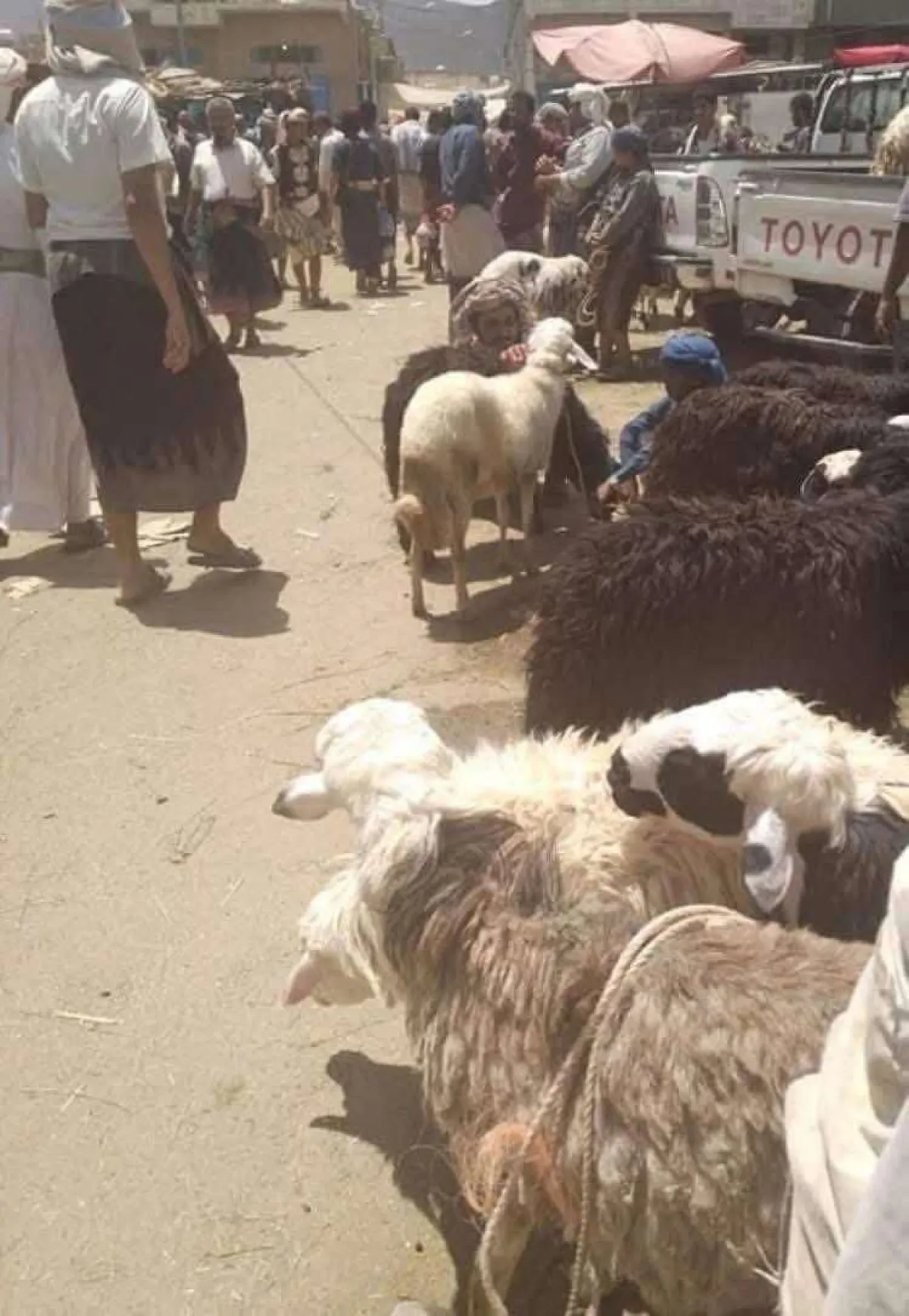مع اقتراب عيد الأضحى.. انتعاش في سوق الأغنام ببيحان وارتفاع ملحوظ في الأسعار