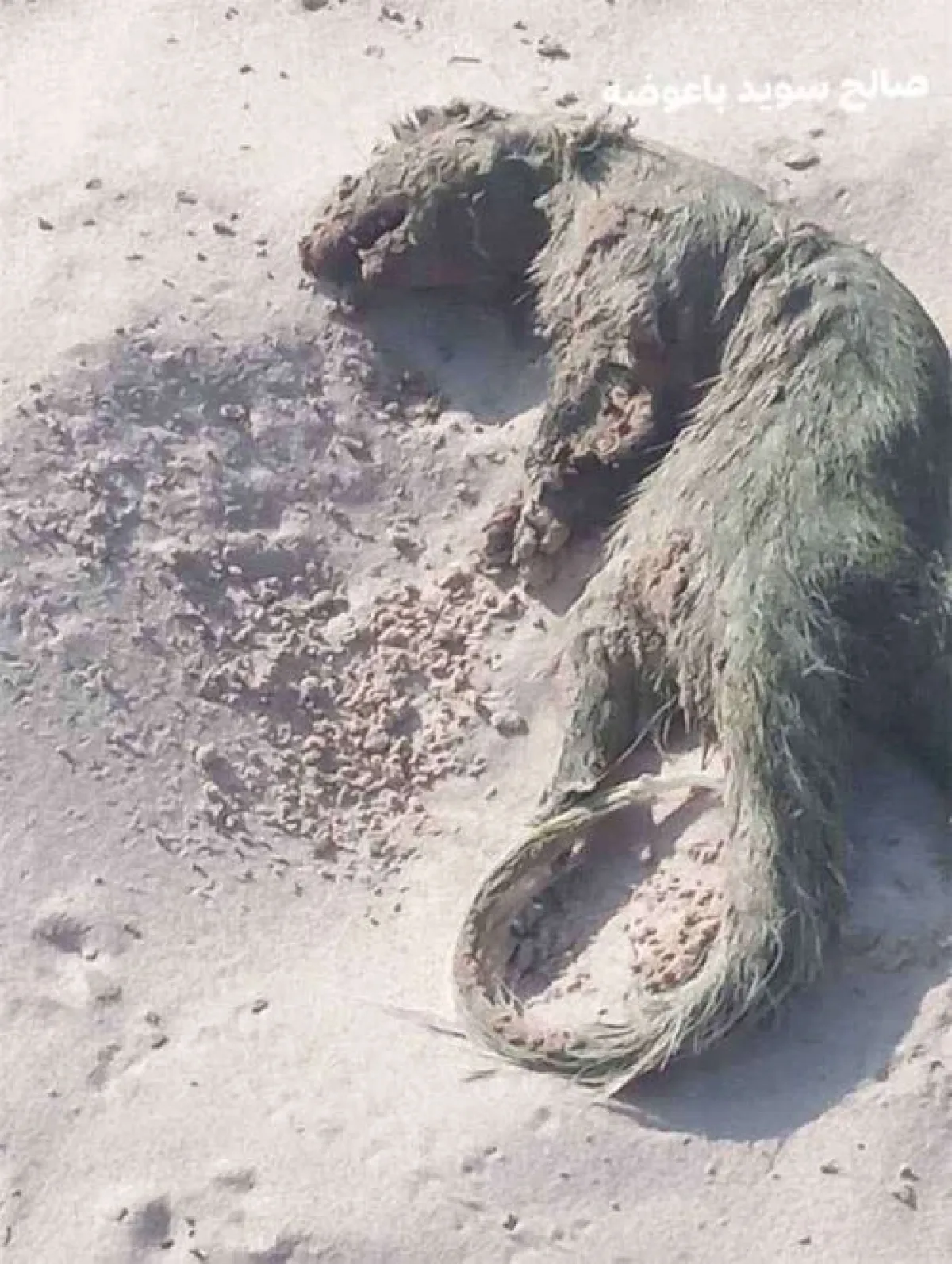العثور على حيوان غريب ميتاً في شبوة
