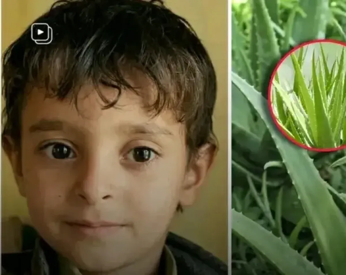 وفاة طفل في حجة بعد تناوله نبتة سامة