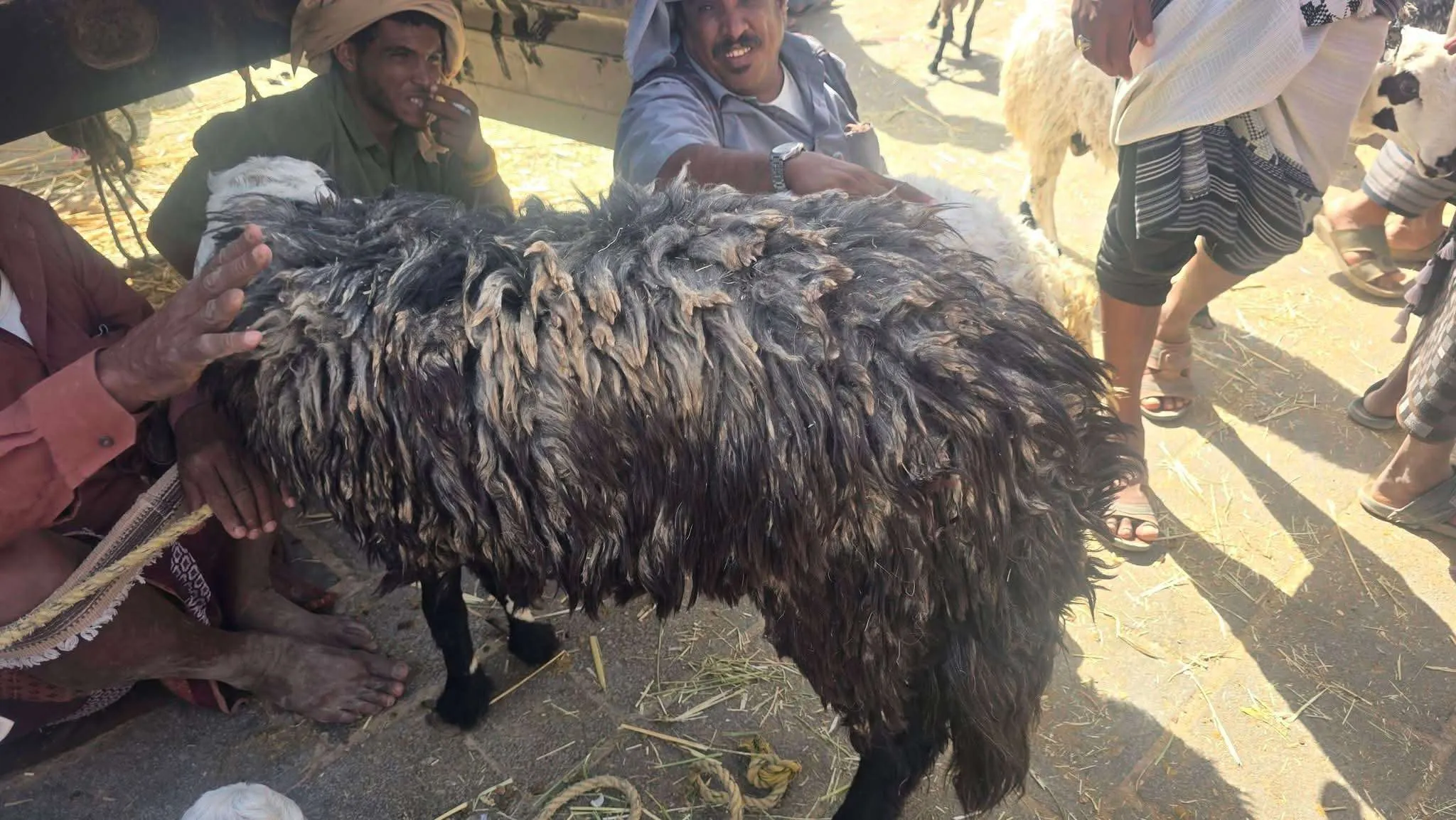 ٦٠٠ ألف ريال لخروف واحد .. صدمة في سوق الأغنام تثير الجدل بين المواطنين