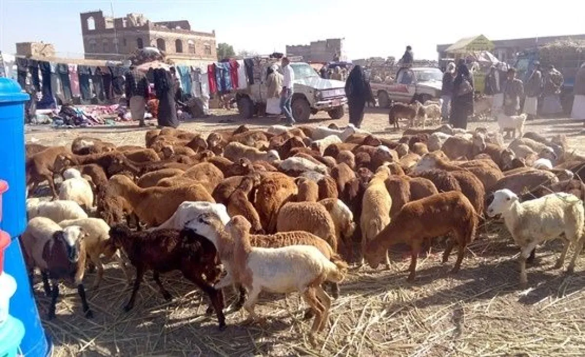 الأضاحي في اليمن.. أسعار مرتفعة ورقابة غائبة ومعاناة متصاعدة