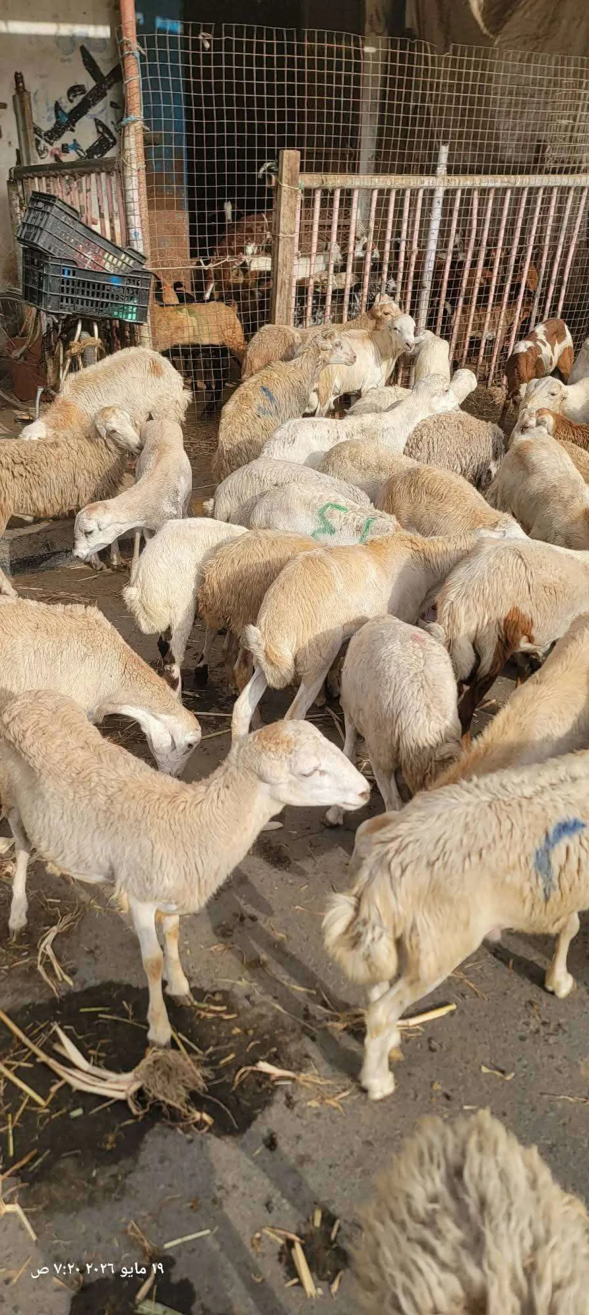 عمران.. الحوثيون يصادرون أضاحي نازحين كانت في طريقها إلى مأرب