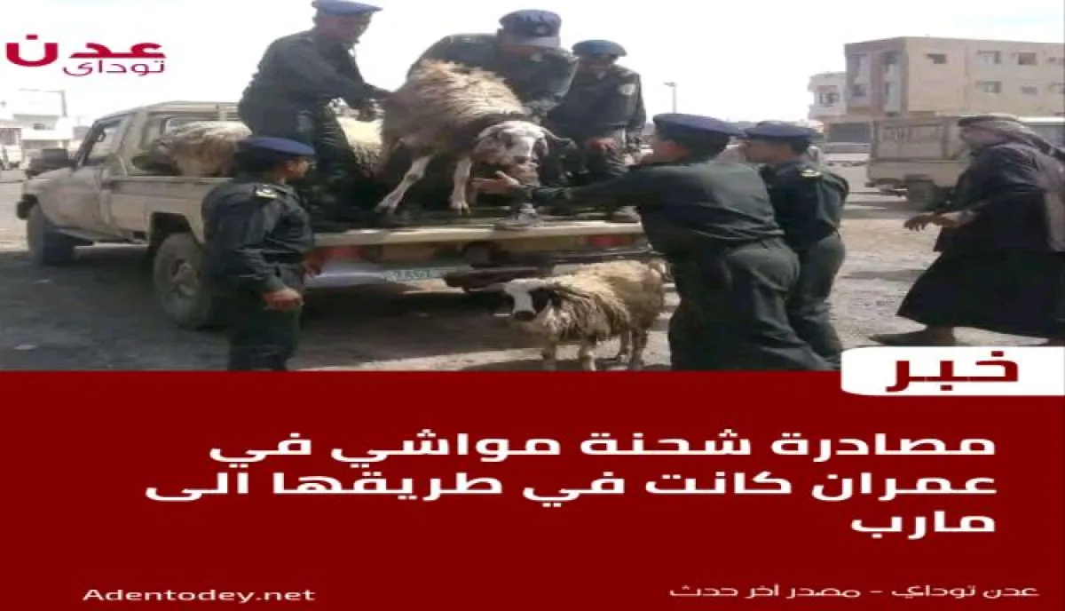 مصادرة شحنة مواشي مخصصة للنازحين في مأرب بمحافظة عمران