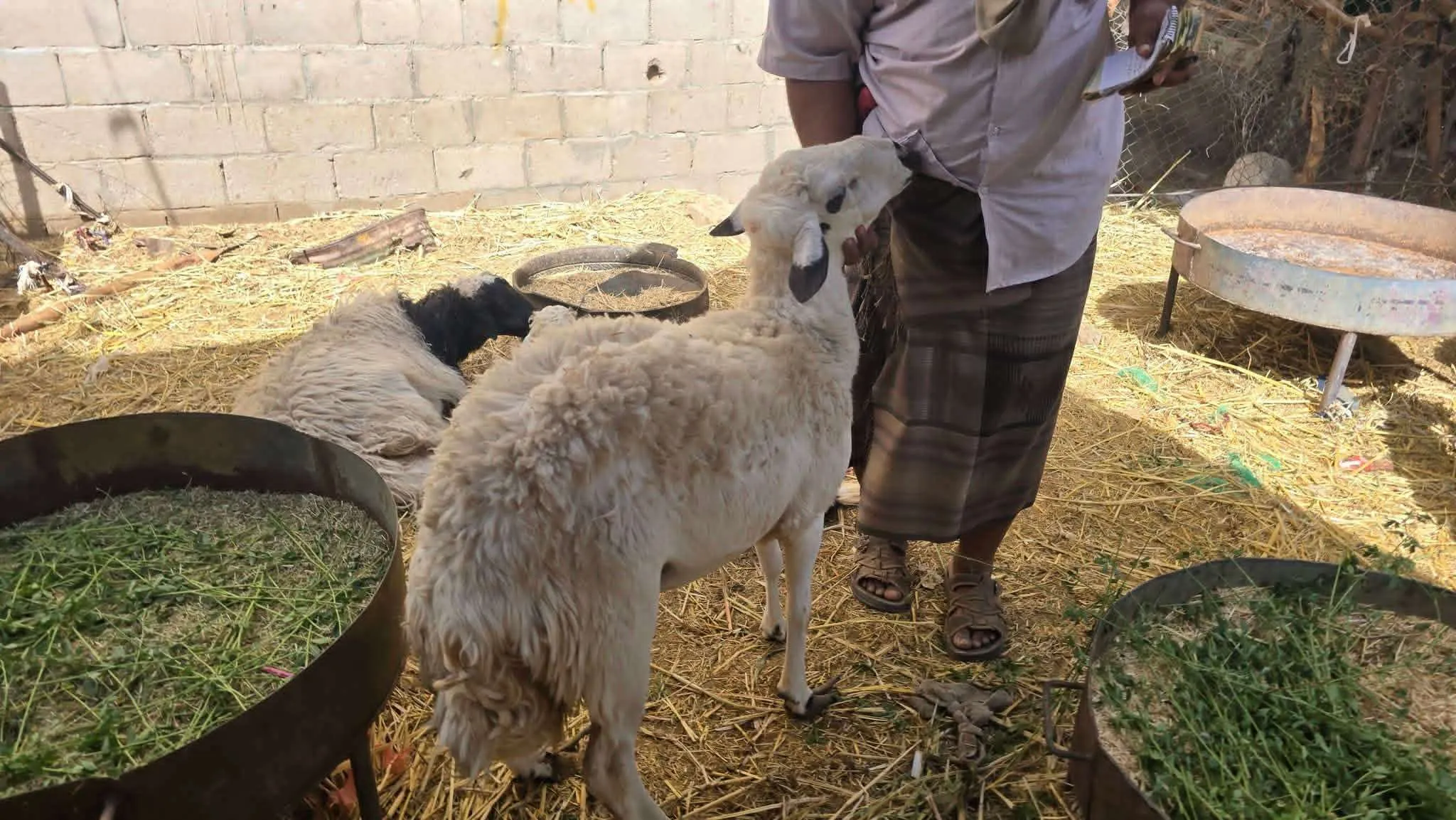 أسعار أضاحي العيد في عتق تشعل الجدل