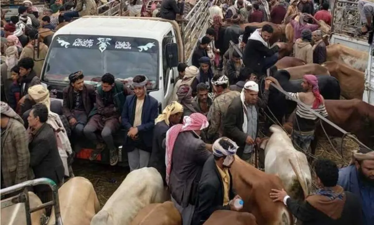 مليشيا الحوثي تفرض أضاحي إجبارية على سكان قرى إب تحت ذريعة دعم الجبهات