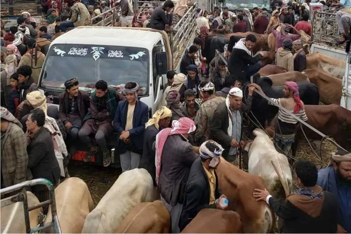 جبايات الحوثيين تلهب أسواق الأضاحي في إب