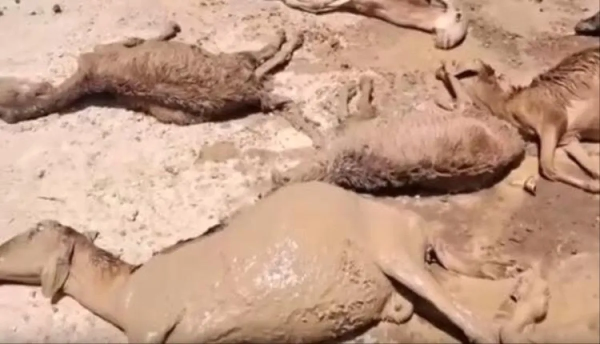 نفوق قطيع أغنام في نهر النيل بالسودان بعد تلوث أحواض تعدين بمواد كيميائية سامة