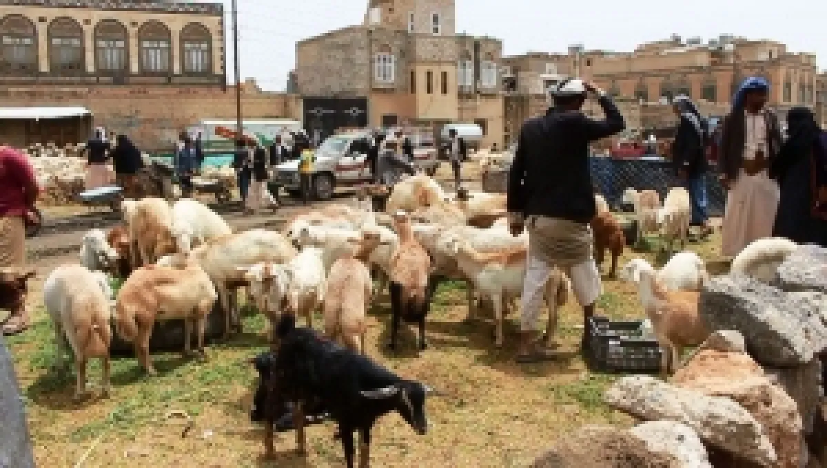 اليمن.. عزوف المواطنين عن شراء الأضاحي بسبب ارتفاع أسعارها