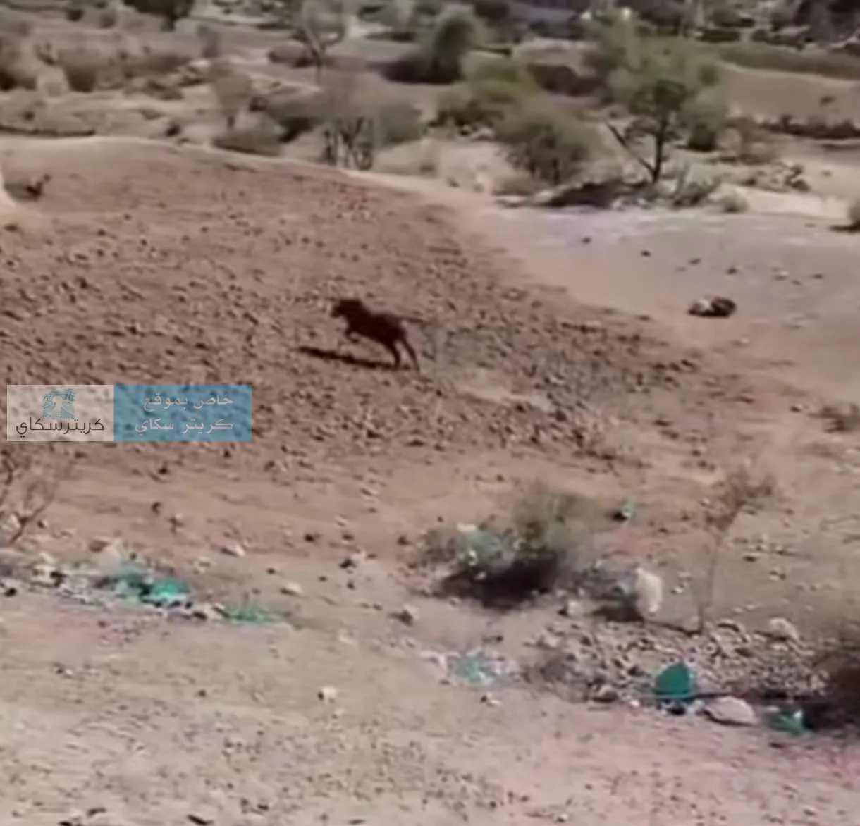 مواطنون يقومون بامر غير مسبوق باضحية العيد بالرصاص في الضالع