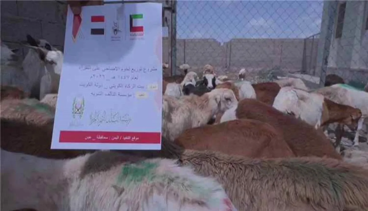 بدعم كويتي.. مؤسسة التآلف التنموية الخيرية توزع لحوم الأضاحي على 300 أسرة في عدن 