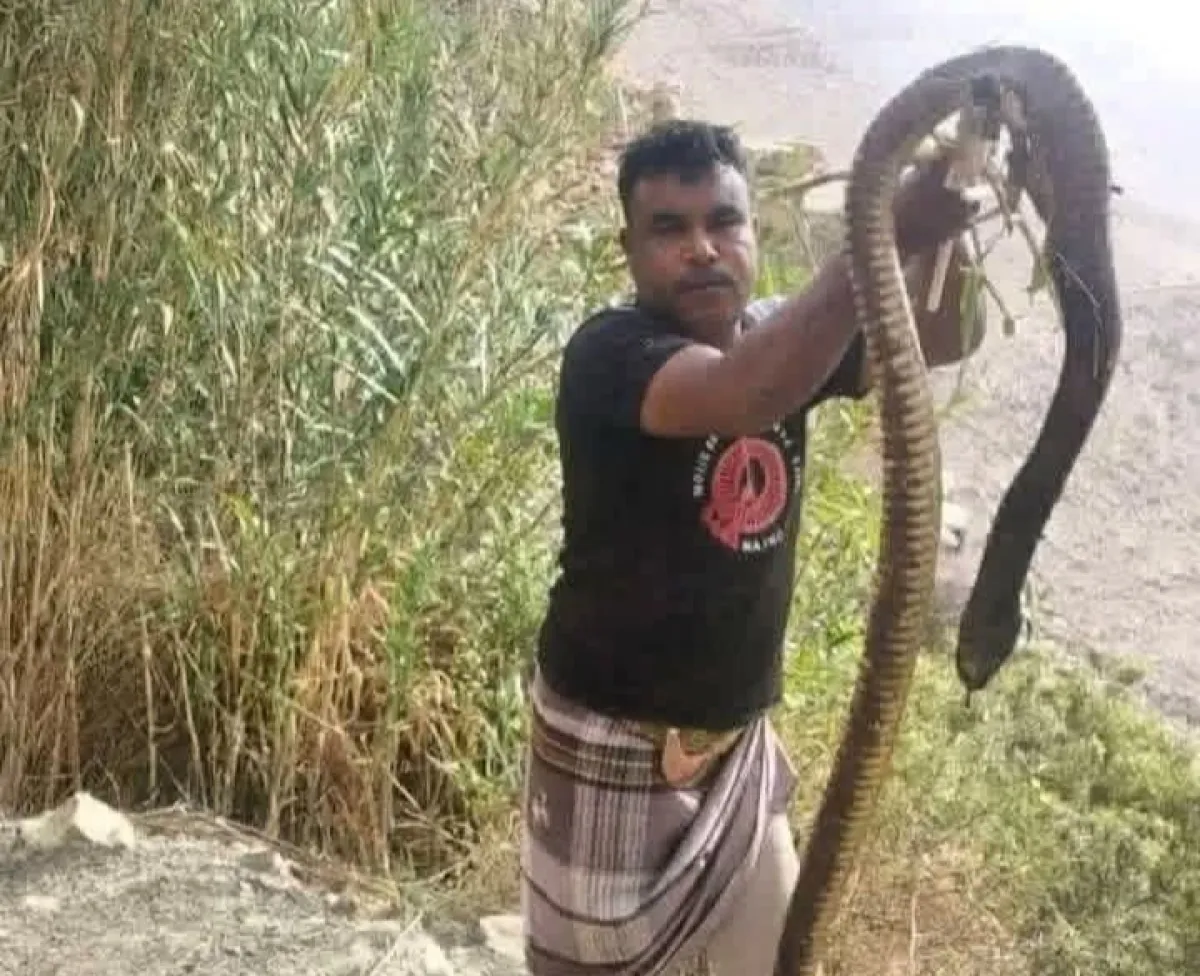 الضالع.. العثور على أفعى ضخمة في أحد الأودية وتحذيرات للمواطنين