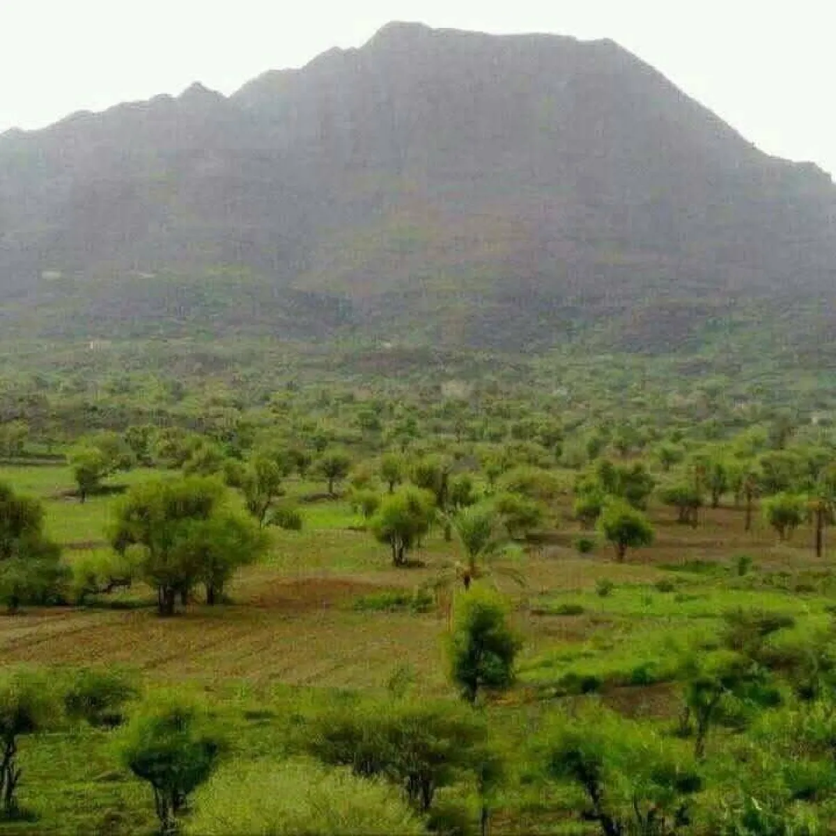 وفاة ثلاثينية في تعز برصاصة راجعة أثناء احتفال أسرتها بقدومها