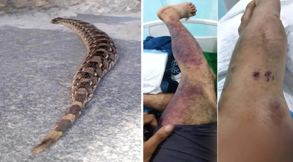 الأفعى النفاثة تعود إلى جنوب اليمن