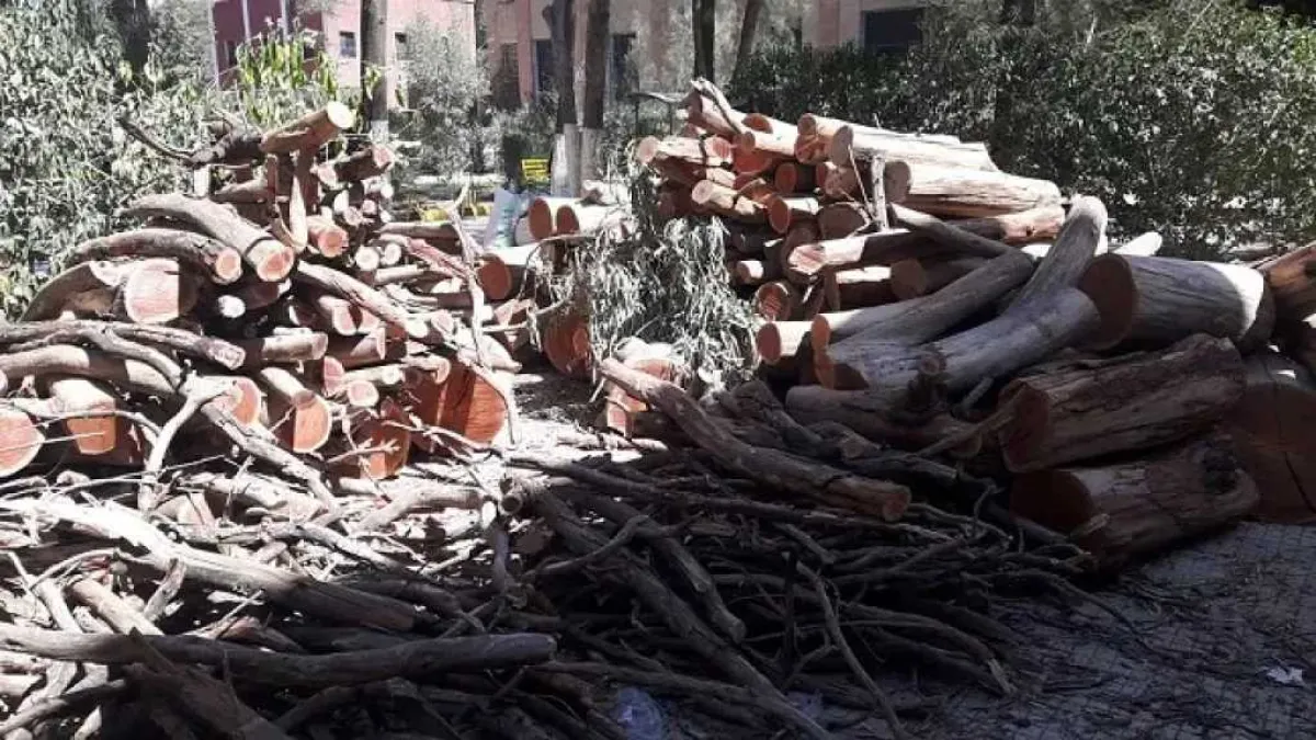 تحذيرات من مخاطر الاحتطاب الجائر في اليمن ومطالبات للسلطات بالتدخل العاجل لوقف استنزاف الأشجار