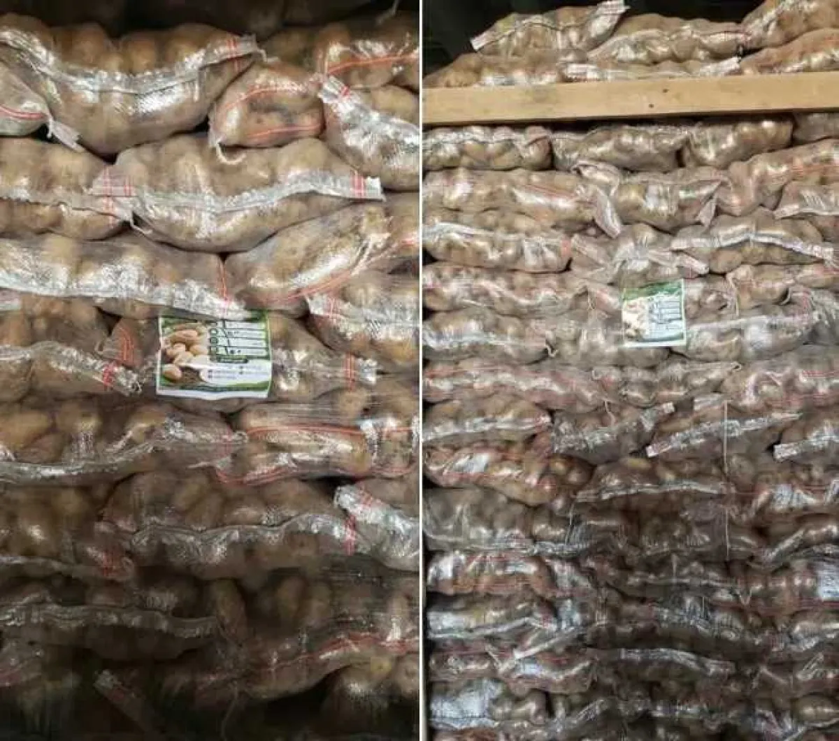 الحوثيون يبدأون تصدير فائض إنتاج البطاطس