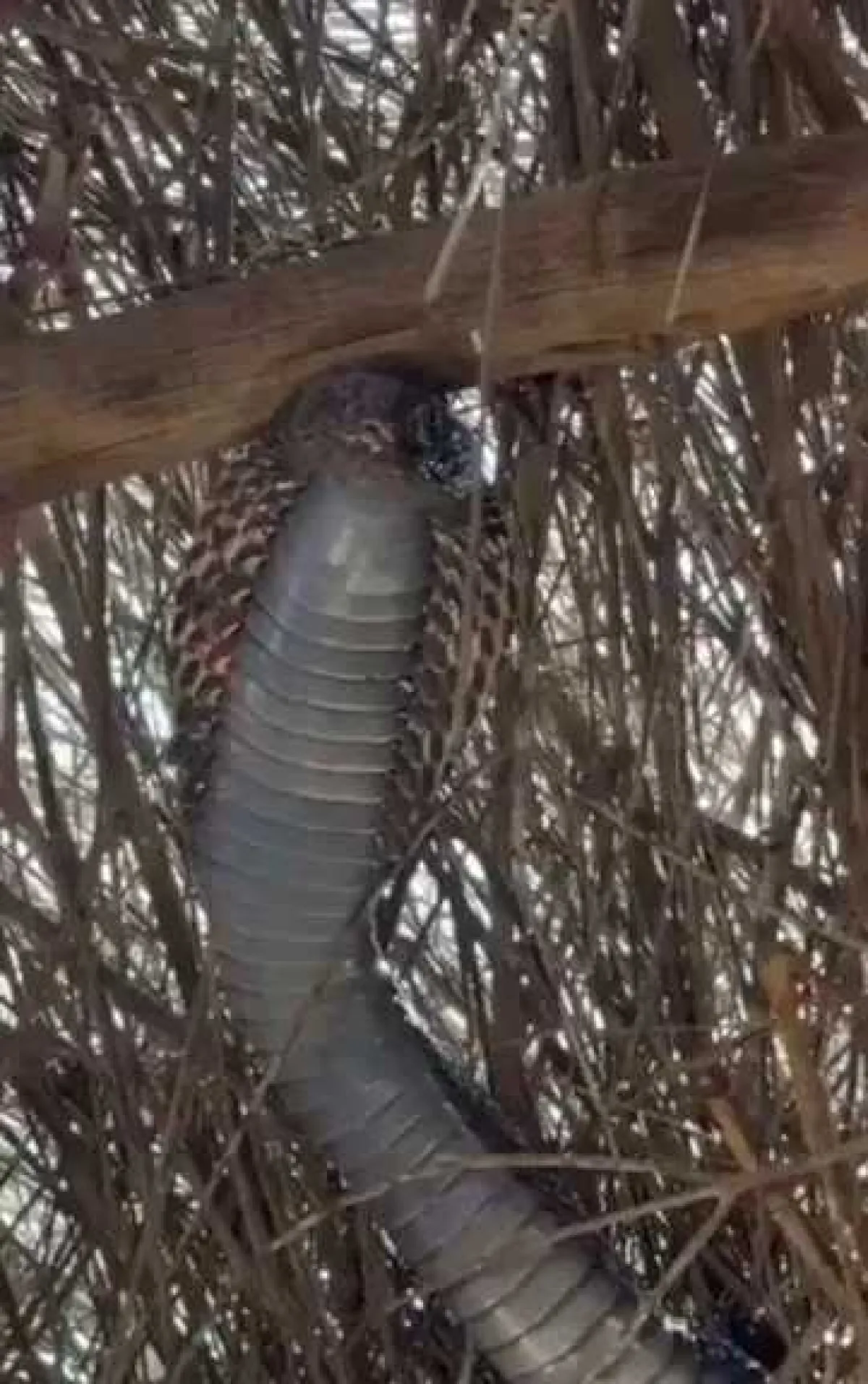 أفعى ”كوبرا“ ضخمة تبث الرعب في منزل من القش بمحافظة الحديدة - [فيديو]