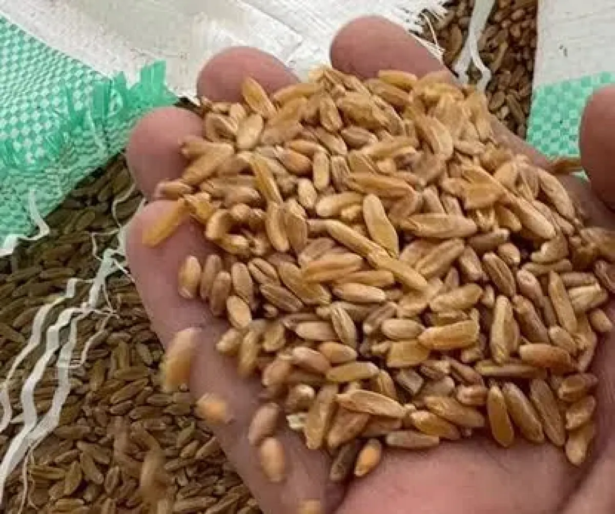 الحوثيون يوزعون قمحاً تالفاً على الأسر الفقيرة بمناطق سيطرتهم